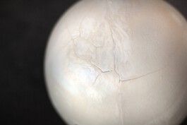 MARTHA SOPHIE BURKHARDT